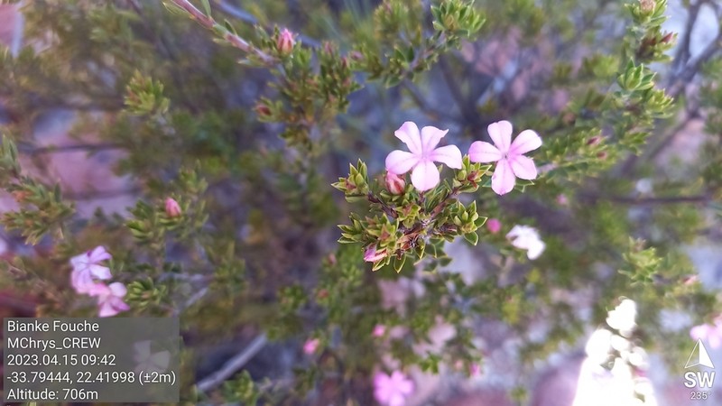 Acmadenia maculata photo 5