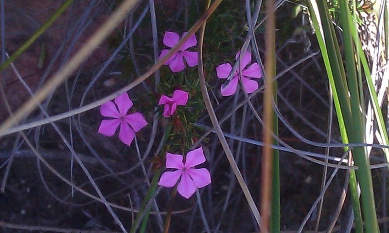 Acmadenia maculata photo 6
