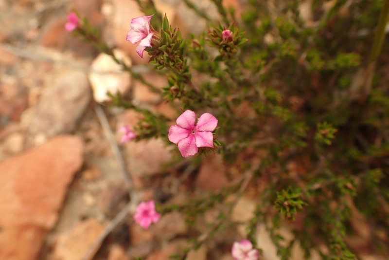 Acmadenia maculata photo 7