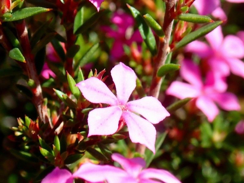 Acmadenia maculata photo 8