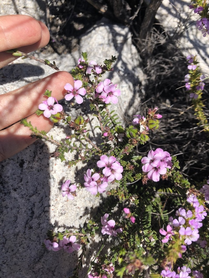Acmadenia matroosbergensis