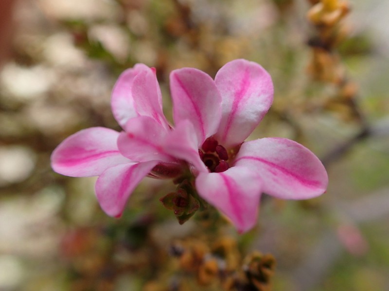 Acmadenia matroosbergensis photo 2