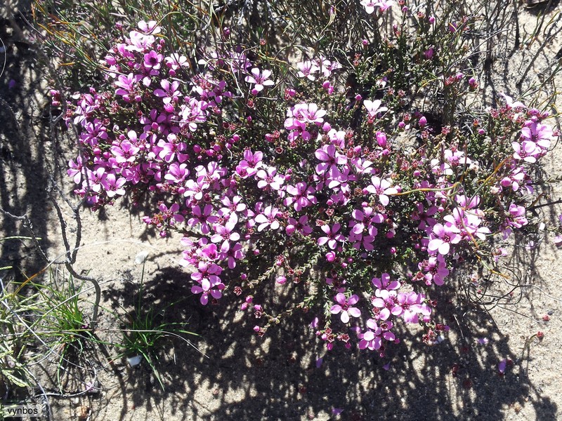 Acmadenia matroosbergensis photo 3
