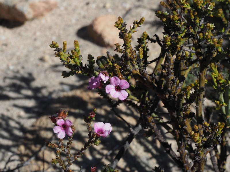 Acmadenia matroosbergensis photo 4