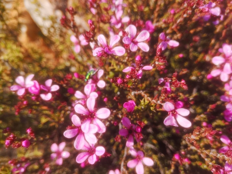 Acmadenia matroosbergensis photo 5