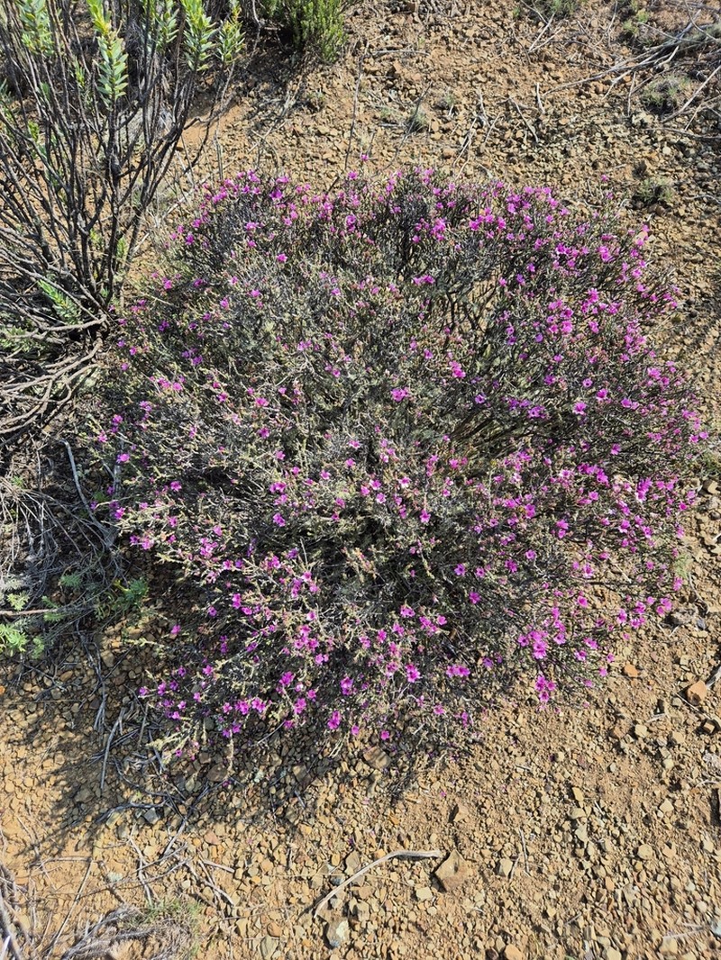 Acmadenia matroosbergensis photo 6