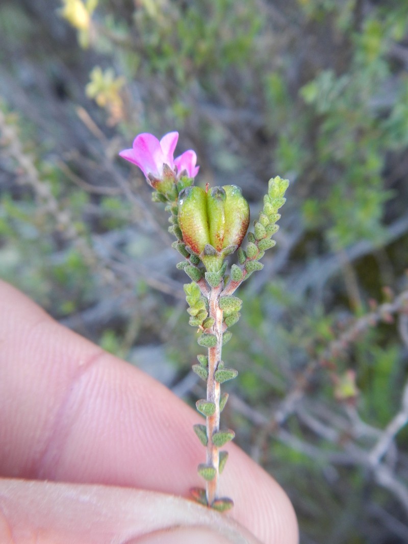Acmadenia matroosbergensis photo 7