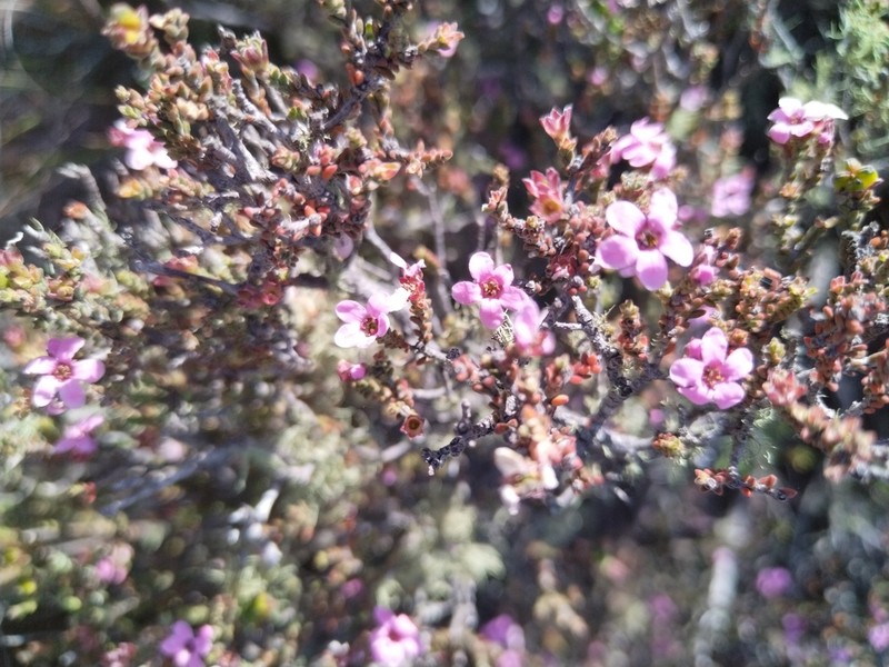 Acmadenia matroosbergensis photo 8