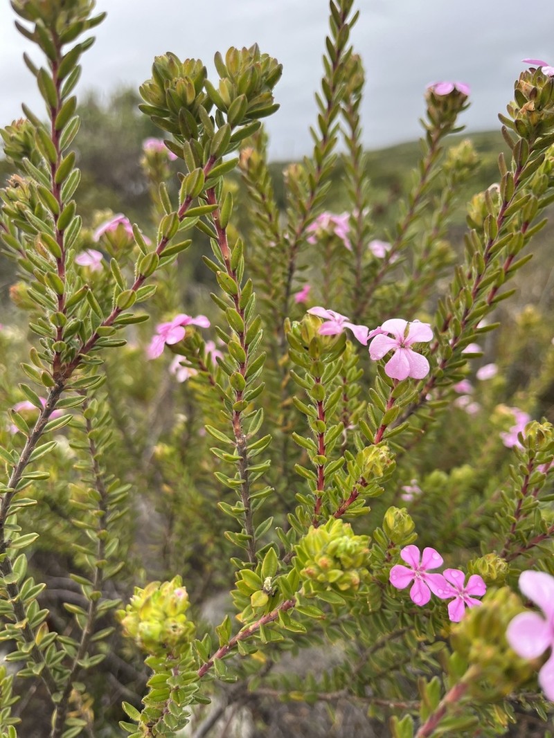 Acmadenia mundiana
