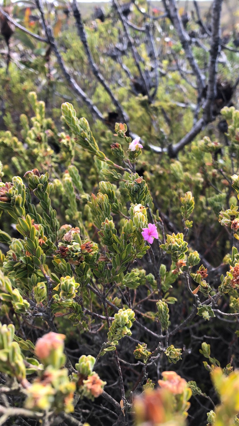 Acmadenia mundiana photo 2