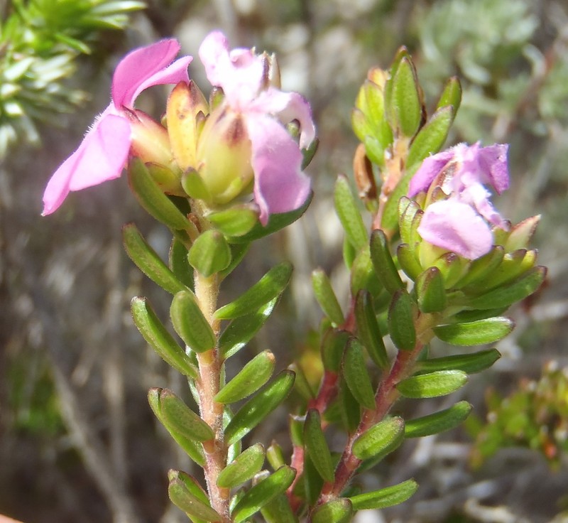 Acmadenia mundiana photo 3