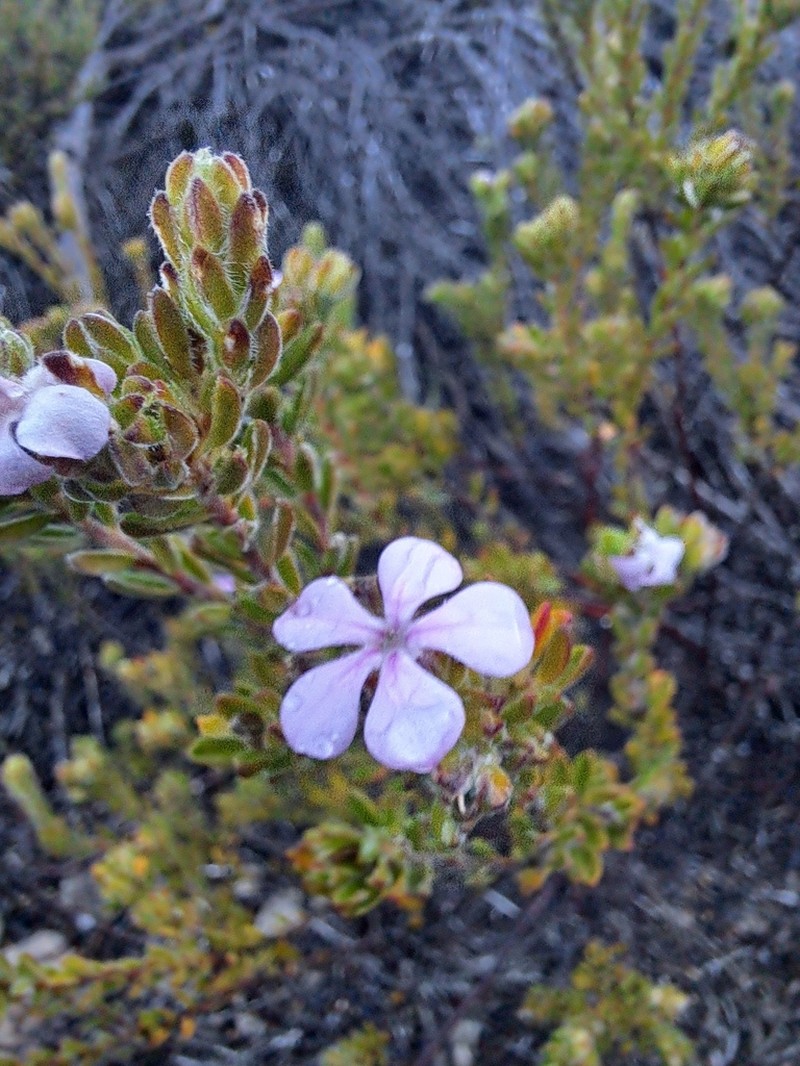 Acmadenia mundiana photo 4