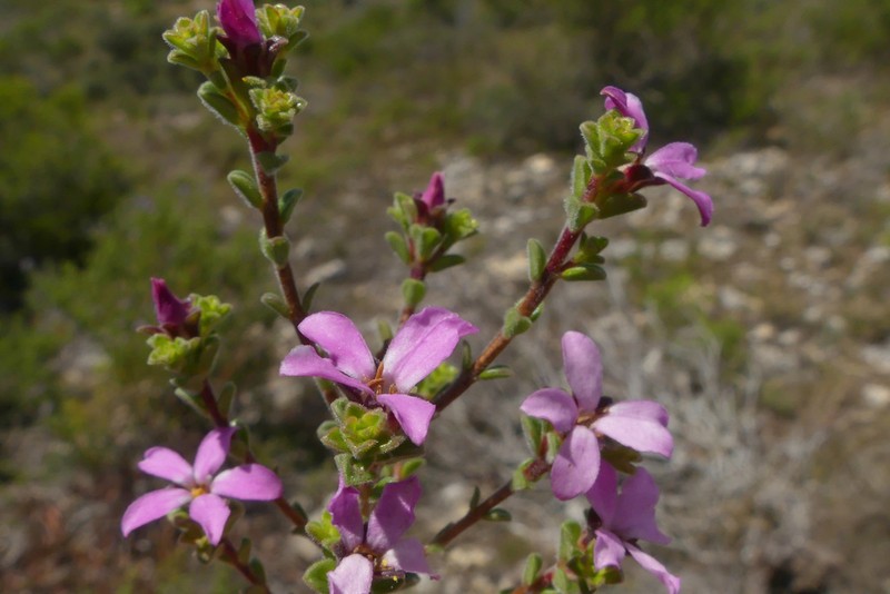Acmadenia mundiana photo 5