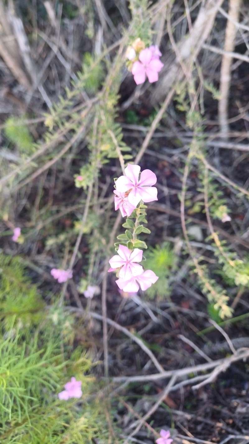 Acmadenia mundiana photo 6