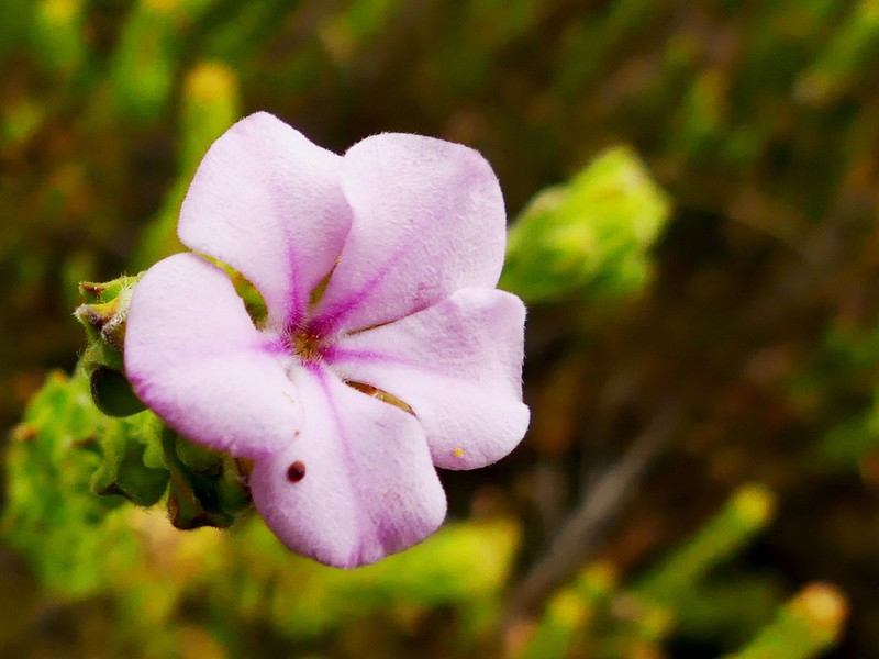 Acmadenia mundiana photo 7