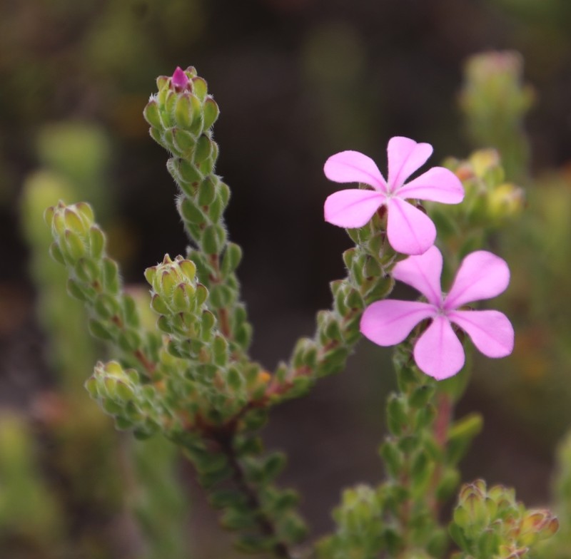 Acmadenia mundiana photo 8
