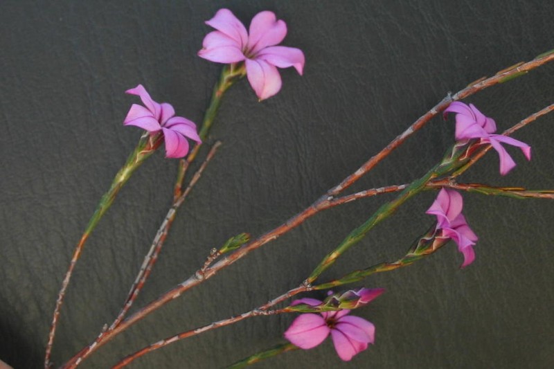 Acmadenia nivenii