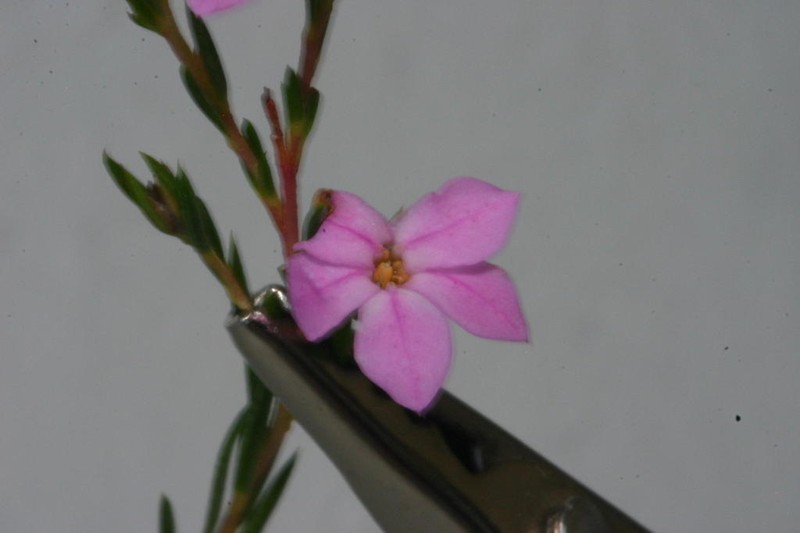 Acmadenia nivenii photo 2