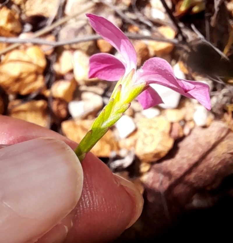 Acmadenia nivenii photo 3