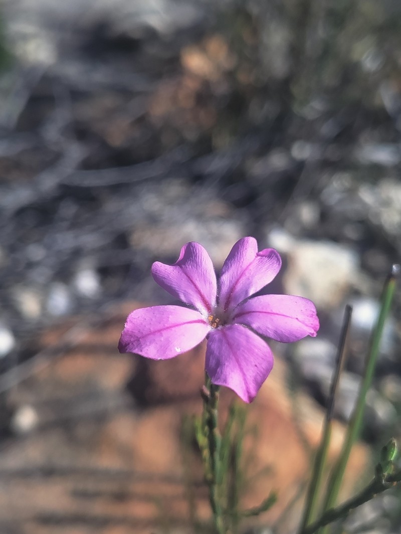 Acmadenia nivenii photo 4