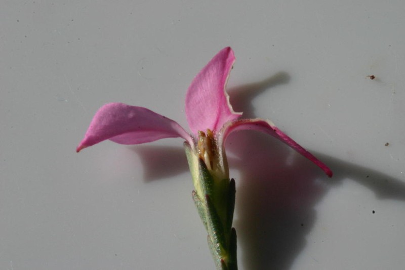 Acmadenia nivenii photo 5