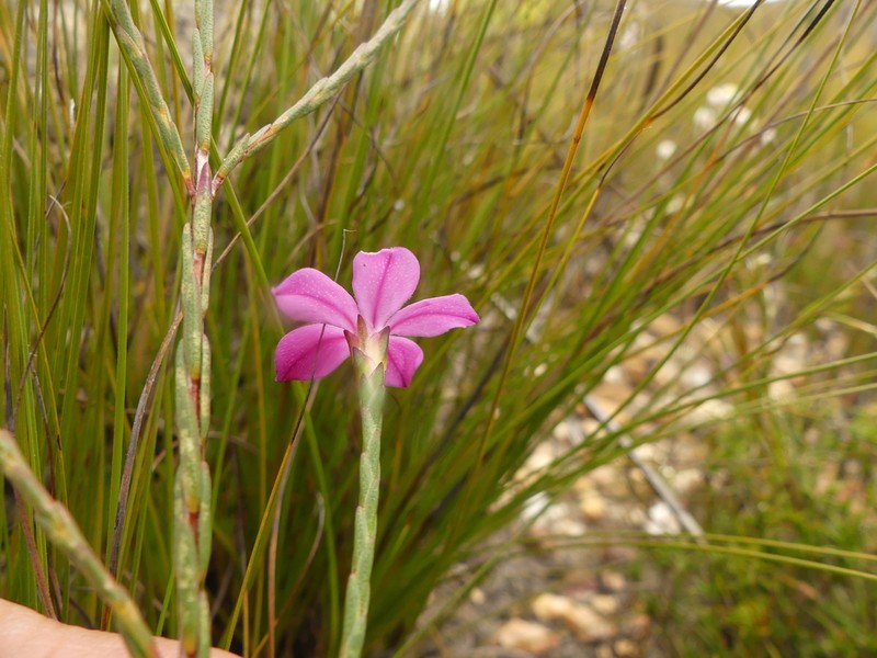Acmadenia nivenii photo 6