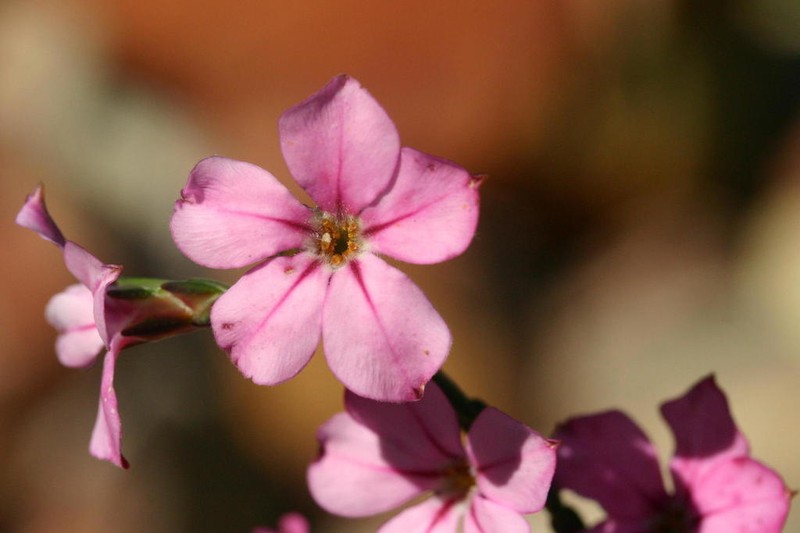 Acmadenia nivenii photo 7
