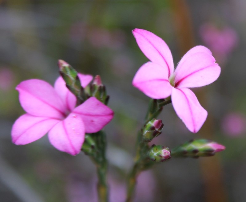 Acmadenia nivenii photo 8