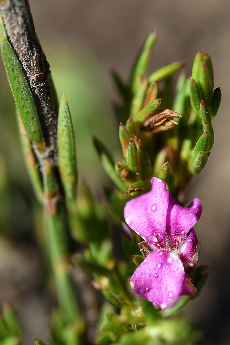 Acmadenia obtusata