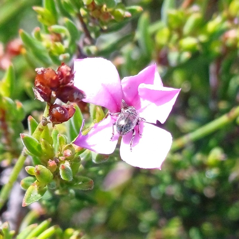 Acmadenia obtusata photo 2