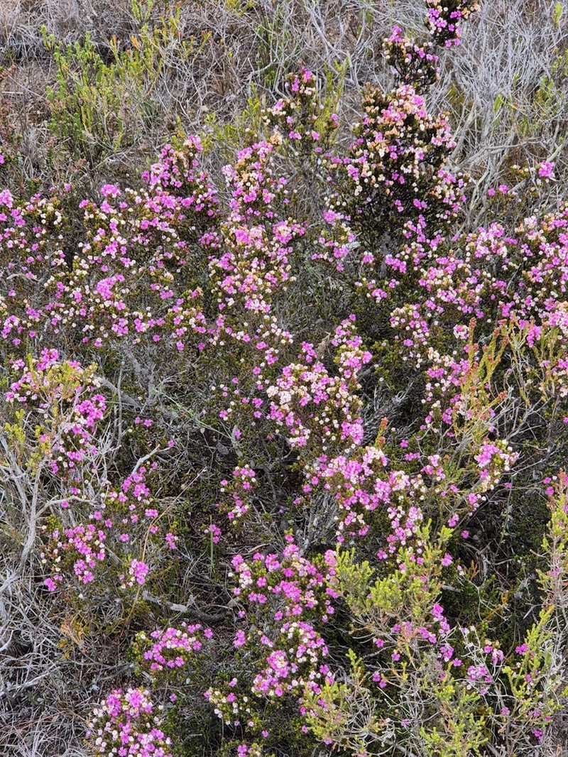 Acmadenia obtusata photo 3