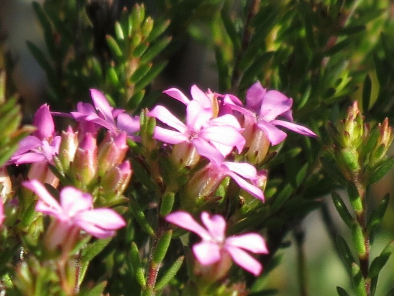 Acmadenia obtusata photo 4