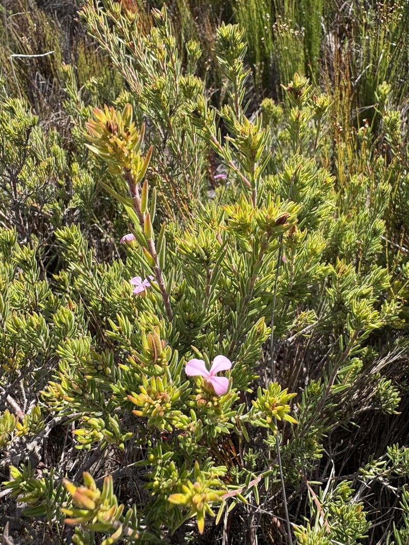 Acmadenia obtusata photo 5
