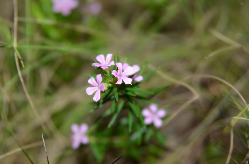 Acmadenia obtusata photo 6