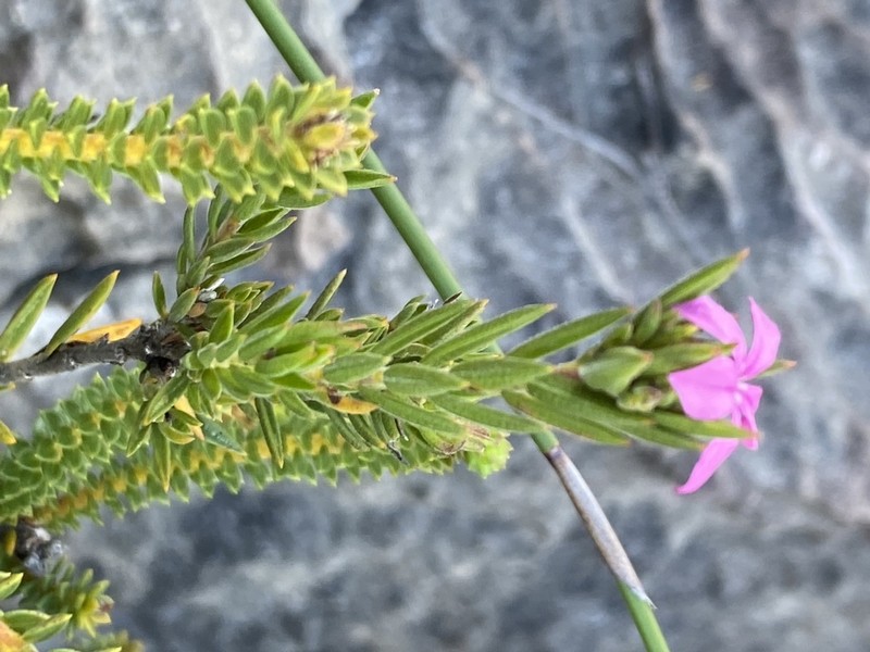 Acmadenia obtusata photo 7