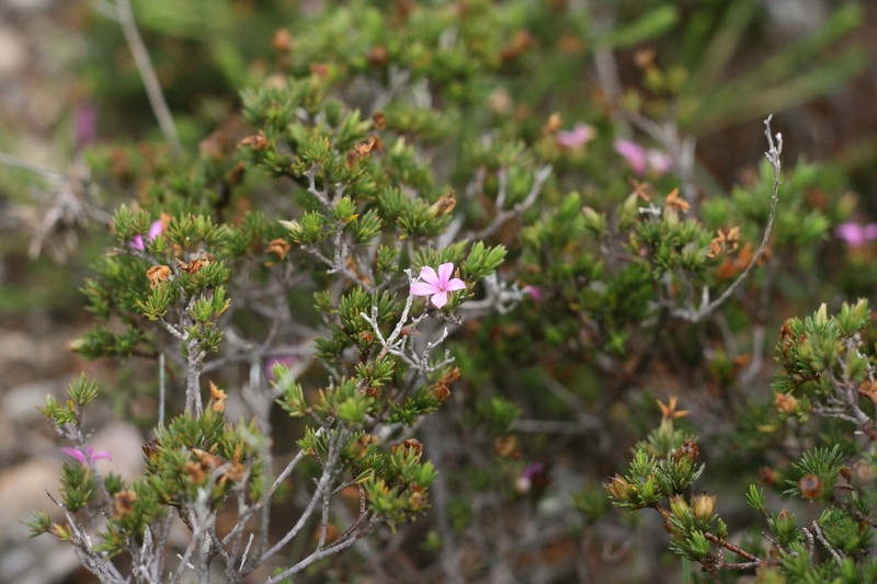 Acmadenia obtusata photo 8