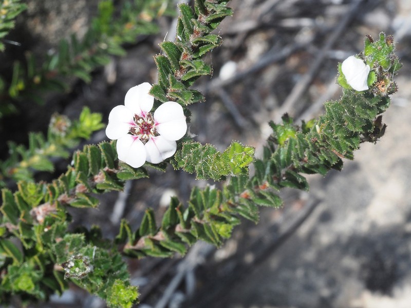 Acmadenia rourkeana