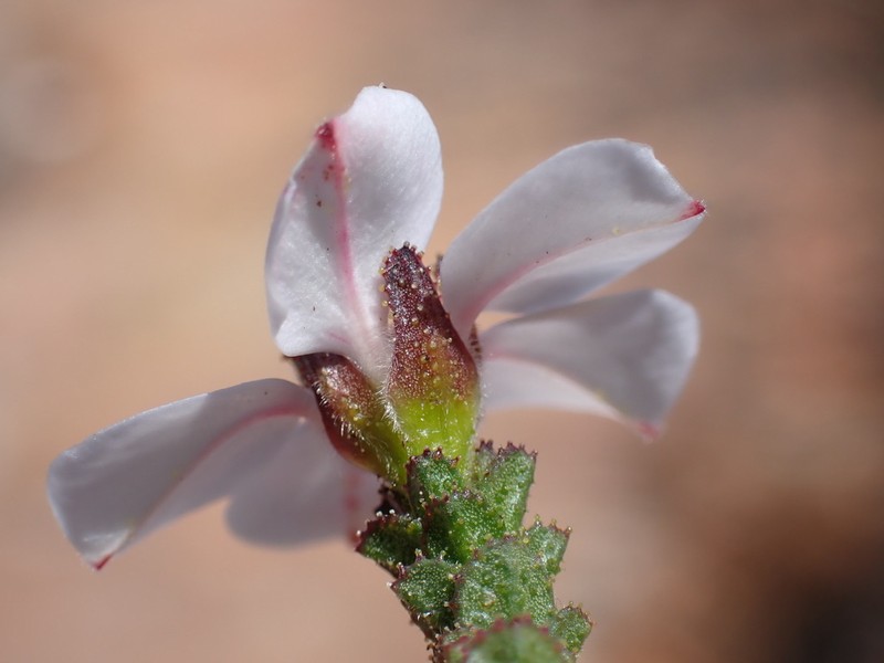 Acmadenia rourkeana photo 2