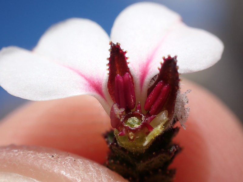 Acmadenia rourkeana photo 3