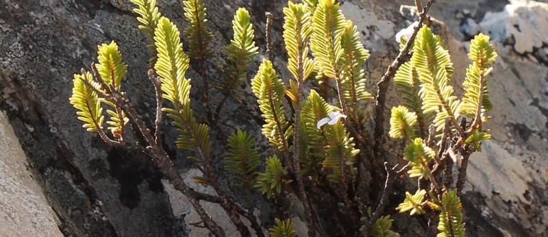 Acmadenia rupicola
