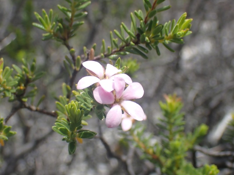 Acmadenia rupicola photo 2