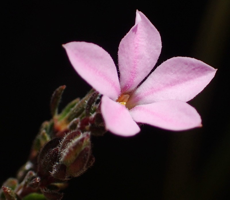 Acmadenia rupicola photo 3