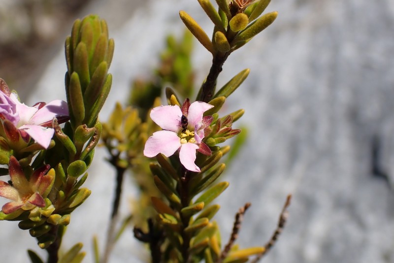 Acmadenia rupicola photo 4