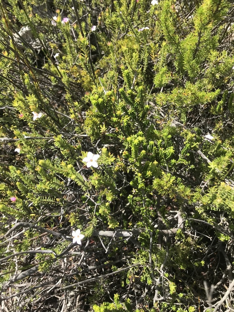 Acmadenia rupicola photo 5