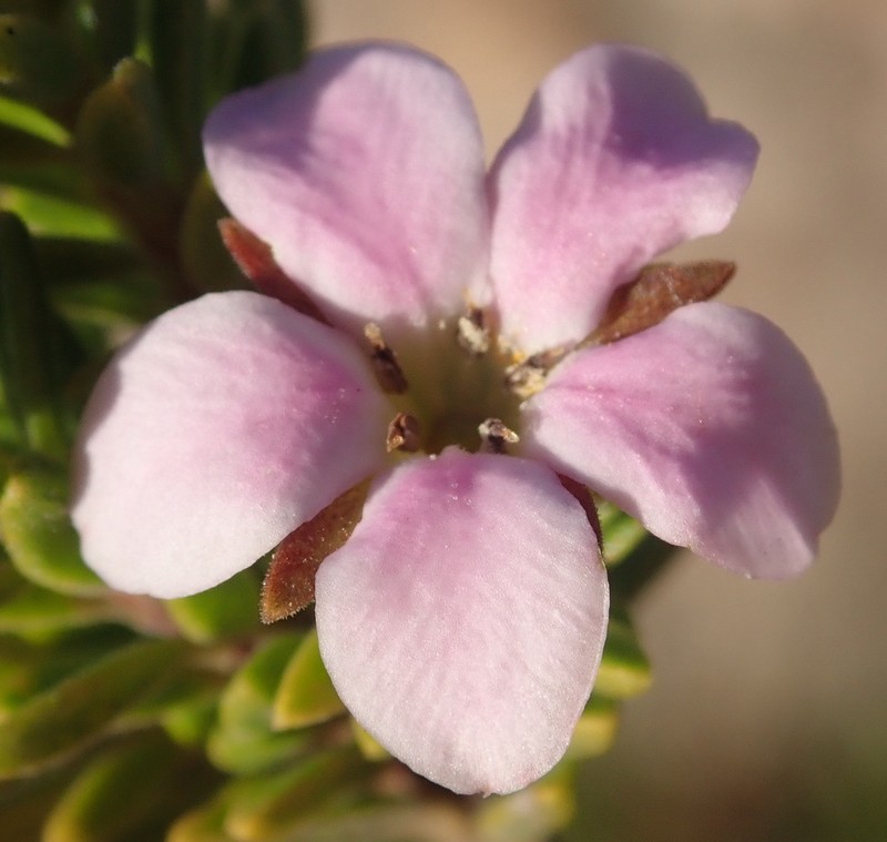 Acmadenia rupicola photo 6