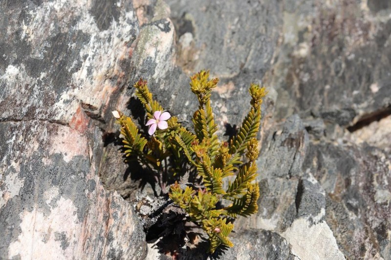 Acmadenia rupicola photo 7