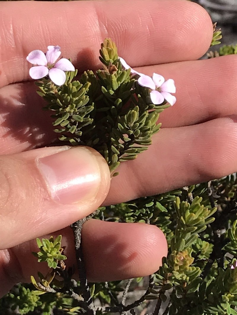 Acmadenia rupicola photo 8