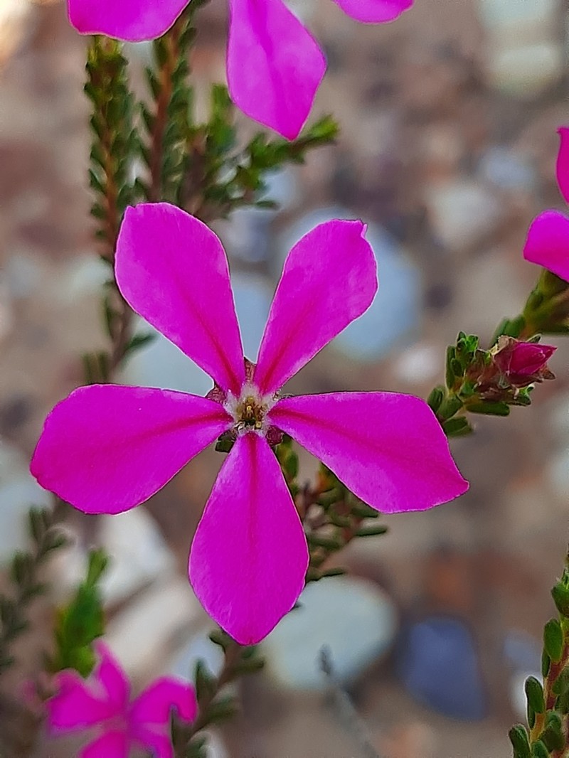 Acmadenia sheilae