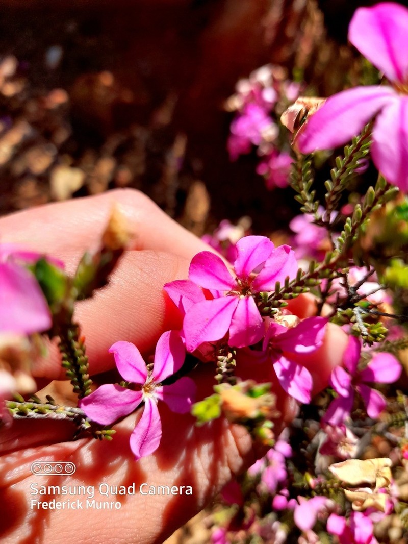 Acmadenia sheilae photo 2