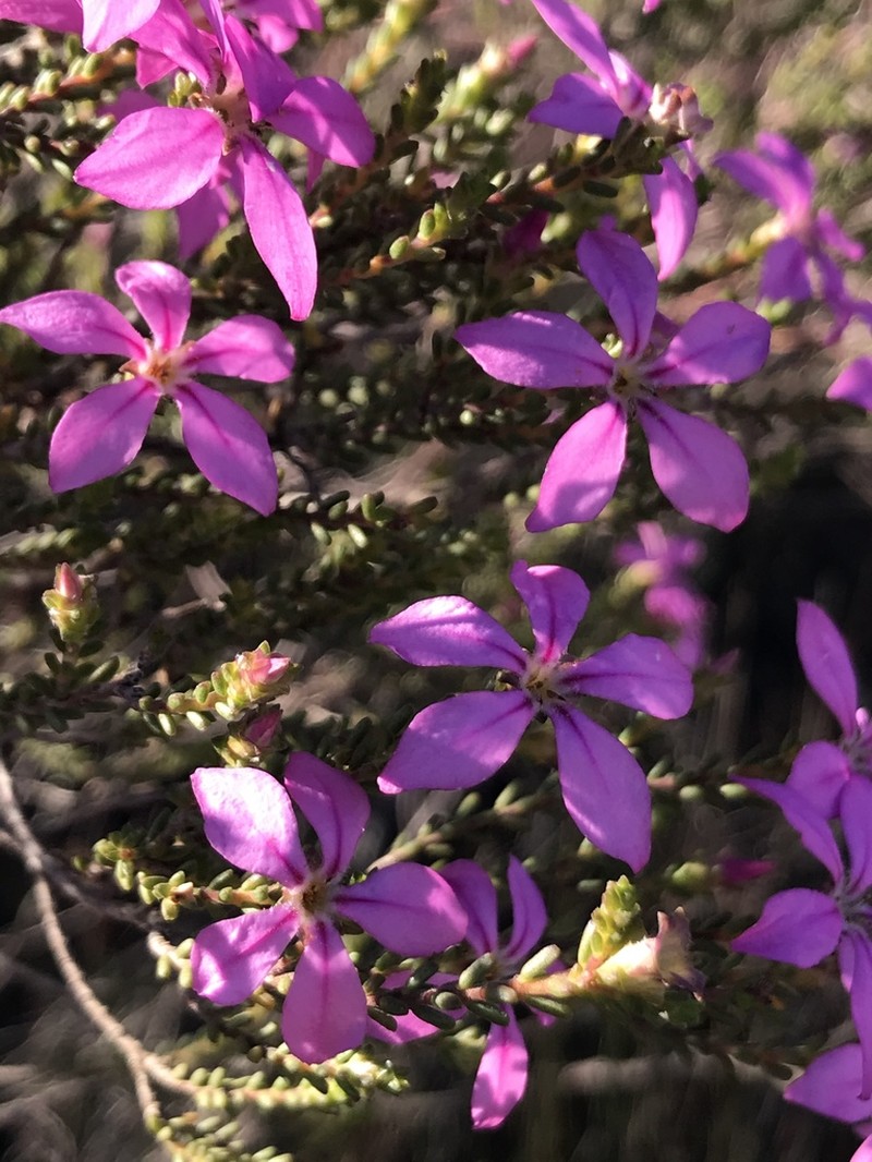 Acmadenia sheilae photo 3